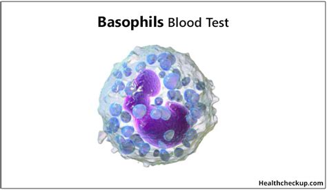 Basophils: Function, Normal Range, and Blood Testing .
